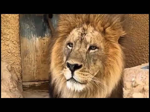 حديقة منتزه الخور قطر أسامة الدغيري