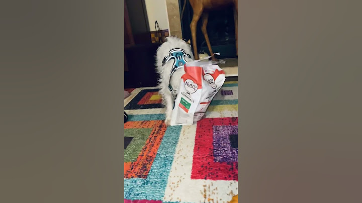 Dog gets head stuck in cat food bag