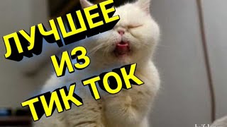 Tik Tok Лучшее