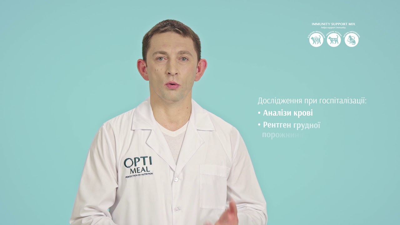 Кататравма (падіння з висоти) у котів І Поради експерта OptiMeal - YouTube