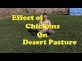 Effect of Chickens on Desert Pasture