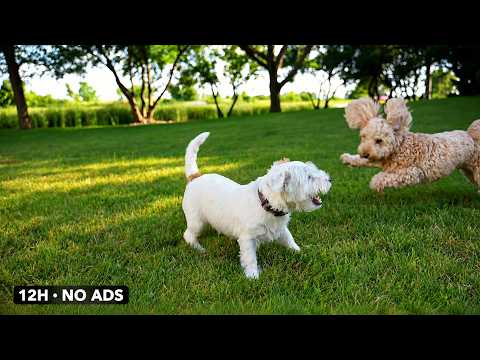 Healing Dog Music with Heartbeat 🐶 Stress Relief for Dogs Home Alone | 12H No Ads