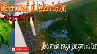 Cara budidaya lumut di kolam beton