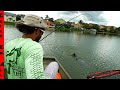 Finding giant exotic pond shark on small explore boat in city