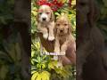 Cocker spaniel puppies available in Kerala #shorts