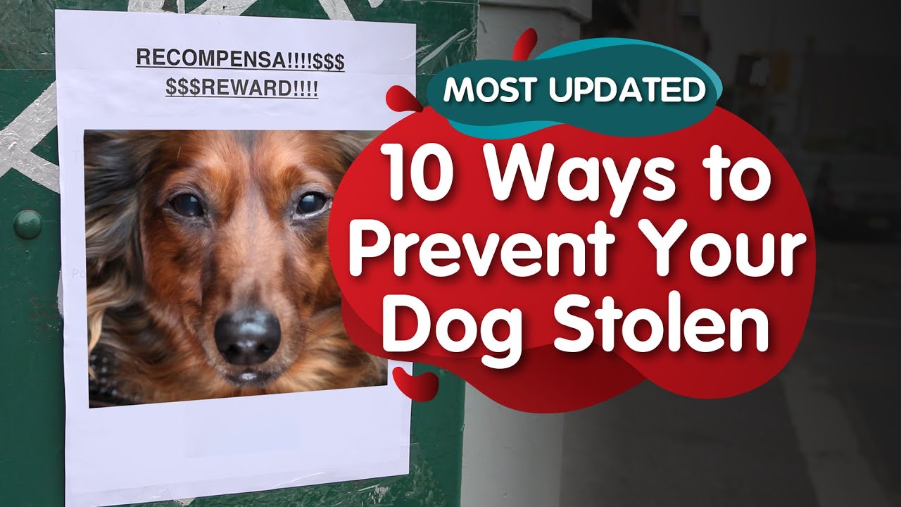 Lady Gaga Dognapping: 10 Ways to Prevent Your Dog Stolen (Febuary 2021)