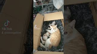 Rescue Cat And Cubs In The Rain