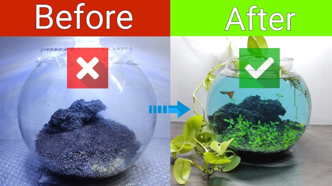 DRY START METHOD planted fish bowl with carpet seeds | No Filter, No Co2 setup 