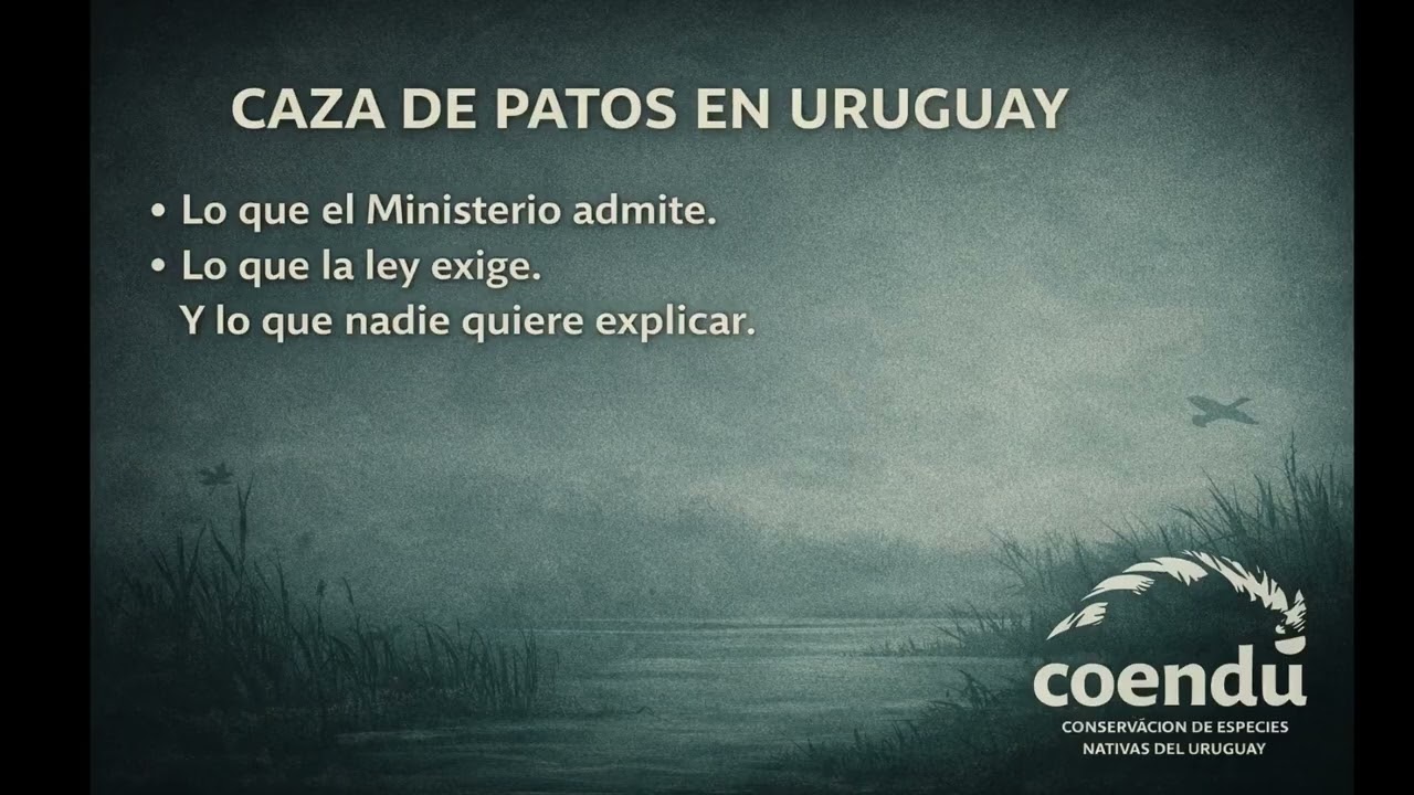 Análisis de la respuesta del Ministerio de Ambiente a pedido de informes sobre Caza de patos.