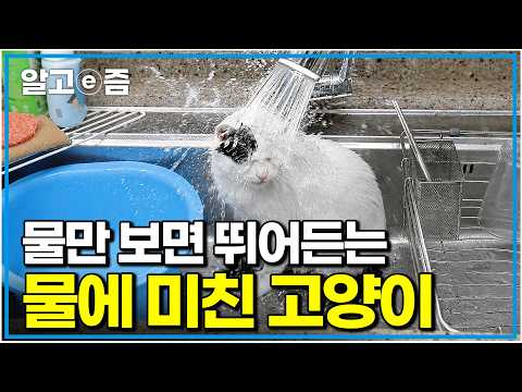 They say most cats hate water... but this one rushes to the sink or tub the second it hears water...