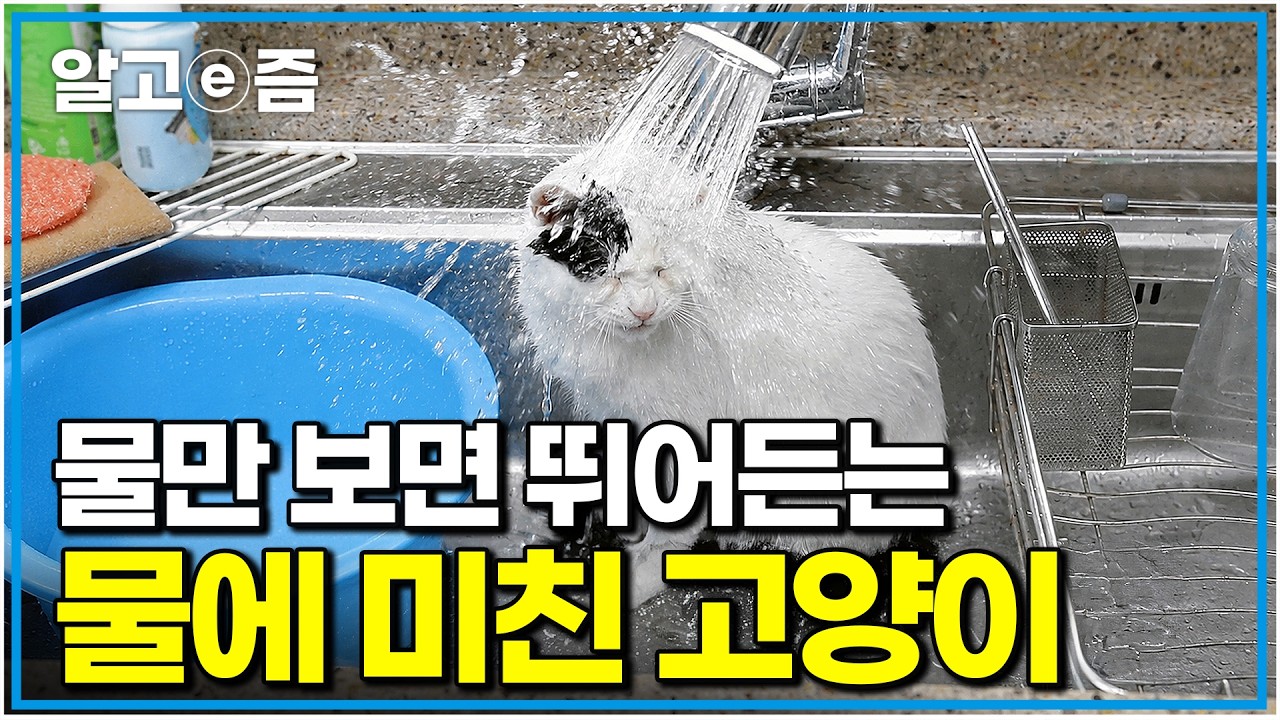 보통 고양이들은 물을 싫어한다는데... 물소리만 들리면 싱크대건 욕조건 달려들고 보는 역대급 수속성 고양이｜고양이를 부탁해｜알고e즘