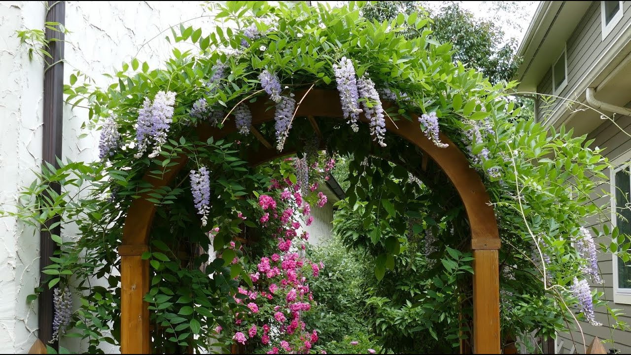 Flowering Vines And Climbers