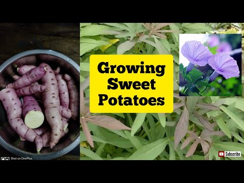 Video: Sweet Potato Soil Rot Info: Pocken von Süßkartoffelpflanzen verstehen