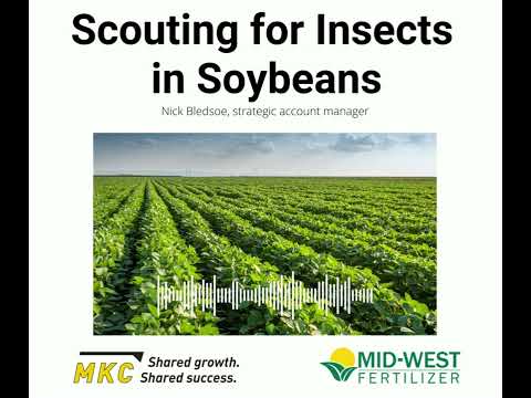 Scouting for Insects in Soybeans