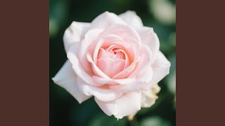 Cinta Yang Tidak Takut Kehilangan