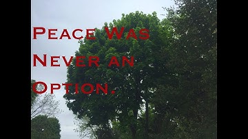 Norway Maple: Know your enemy.