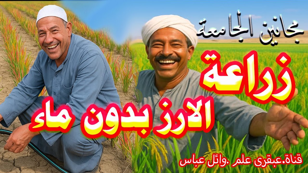 ثورة زراعية في مصر. زراعة الأرز بدون ماء.(ابتكار مصري ).