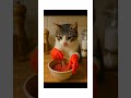 고양이 여울이의 김치 담기 고양이 여울이의 김치 담기