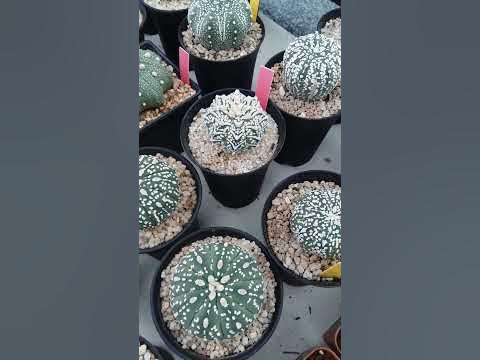 astrophytum asterias astrophytum miracle astrophytum kikko astrophytum ...