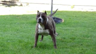 American Staffordshire