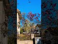 primavara și magnoliile ei din București