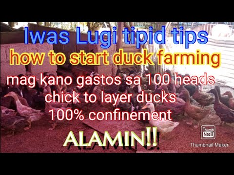 magkano ang capital ng 100 heads na ducks