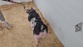 4-7 spot gilt Guide