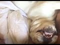 Grumpy dog makes hilarious sounds when woken up