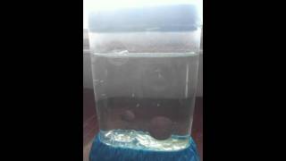 Video Thumbnail for IMG 00841