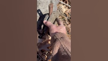 Digging 300 Million Year Old Fern Fossils in RI. Carboniferous Period Plant Life Discovered OMG WOW!