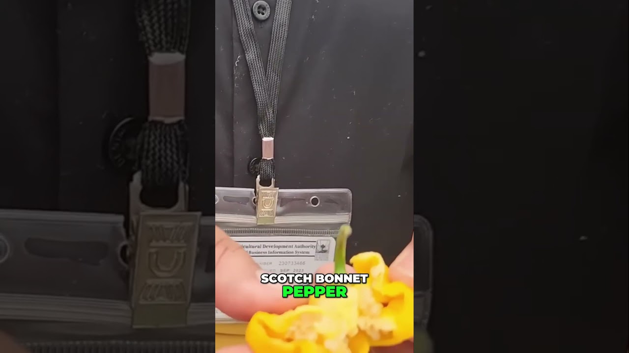 Scotch Bonnet Pepper: The Healing Power of Capsaicin