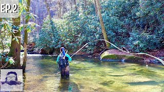 One of the most beautiful streams | Crystal clear mountain trout | Fly Fishing Georgia