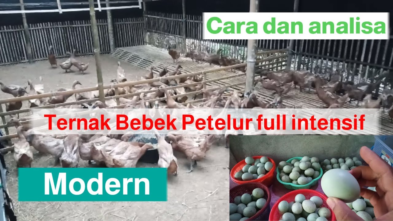 Cara ternak bebek Petelur full intensif kandang kering modern 