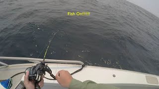 How to use NEW Shimano Ocea Jigger F Custom 2000 Slow Jigging for Yellowtail Kingfish TRIPLE hookup!