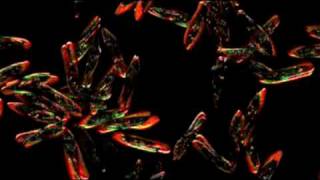 Borden Pest Control, Martinez GA