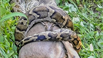 Python kills and swallows Sambar Deer in Sri Lanka #viral #viralvideo #viralshorts #shorts #comedy