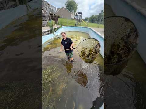 Huge snapper in my pool! #turtle #outdoors