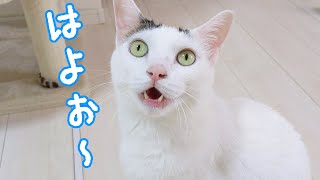 お腹が空いてたくさんお喋りしてくる猫