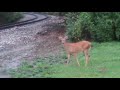 A deer &amp; a rabbit by the railroad tracks.