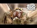 Jumping Jack Ants Vs Green Bellied Huntsman Spider | MONSTER BUG WARS