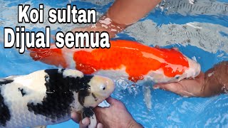 KOI JUMBO HARGA JUTAAN - KOI LOKAL DAN IMPOR KOLEKSI MAS JEJE DIJUAL