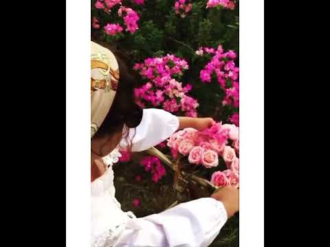 واطل الفجر ببسمتها