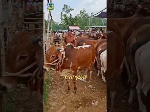 কেমন দামে কিনলেন??