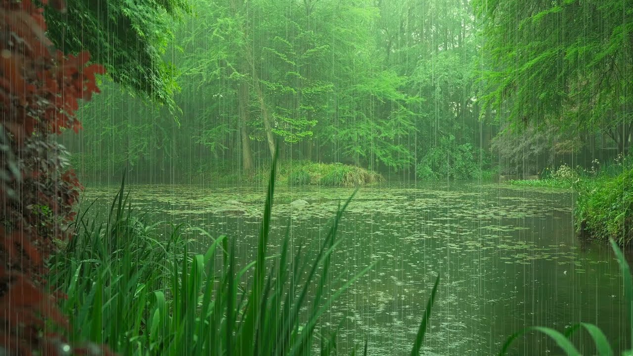 The beautiful little river is raining(86) , sleep, relax, meditate, ASMR, Real Shot