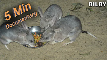 Bilby - 5 Minute Documentary