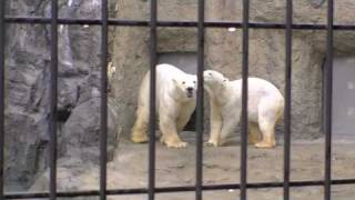 イワン＆サツキ仲良く登場(旭山動物園)