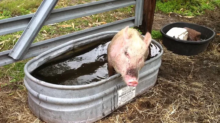 olivia the pig taking her bath
