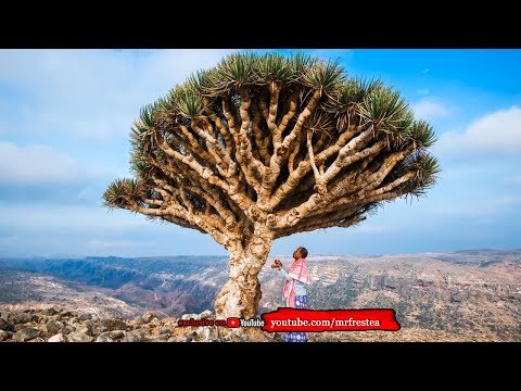 10 Pohon Cantik Nan Unik Yang Ada Di Dunia