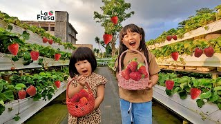 Lomba Petik Strawberry Jumbo Panen di Kebun Buah Strawberry La Fresa