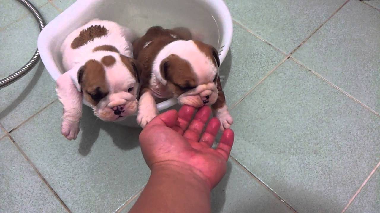 teacup english bulldogs